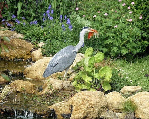 grey heron